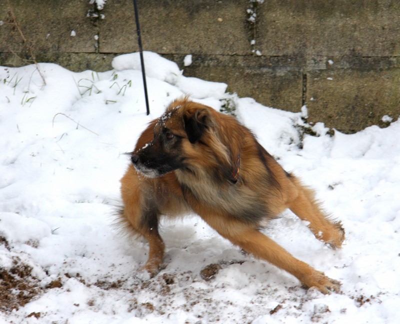 concours photo Décembre : HIVER-WINTER Img_3510