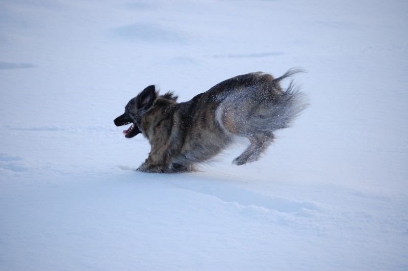 concours photo Décembre : HIVER-WINTER Sohvi10