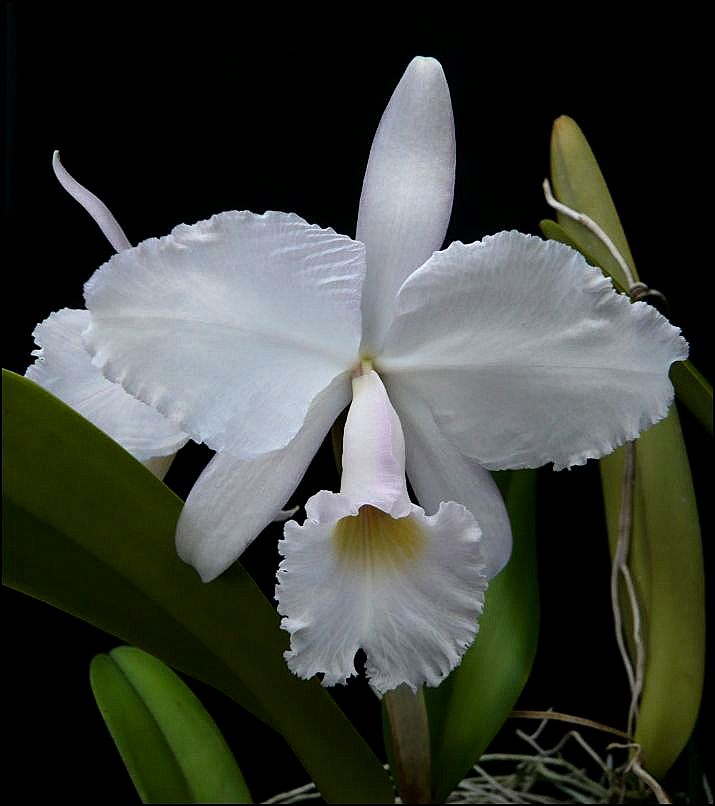 Cattleya trianaei var. albescens Cattle31