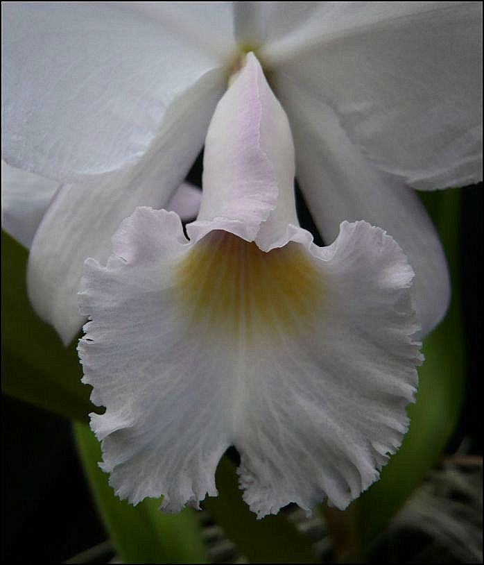 Cattleya trianaei var. albescens Cattle33