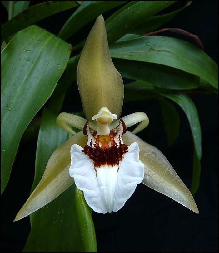 Coelogyne lawrenceana Coelog10