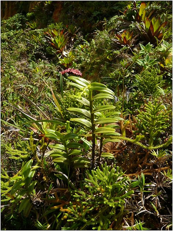 Epidendrum dendrobioides in situ Epiden17