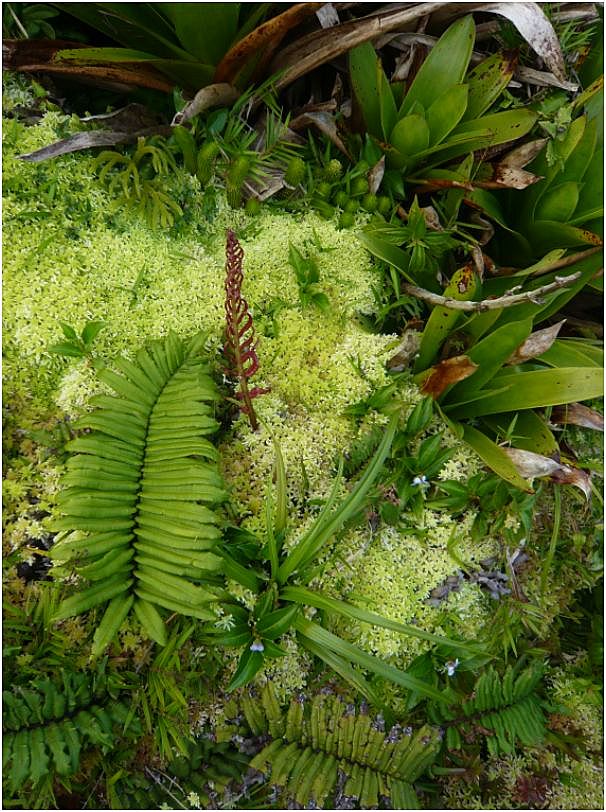 Epidendrum dendrobioides in situ Epiden20