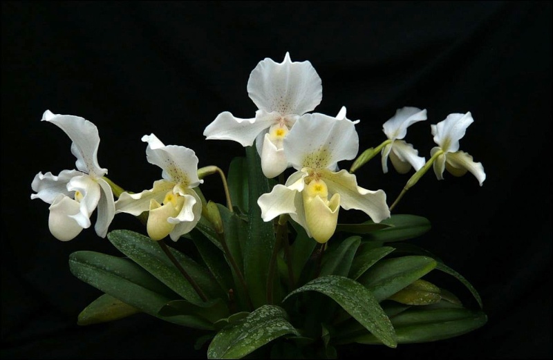 Paphiopedilum Rosy Dawn Paphio15