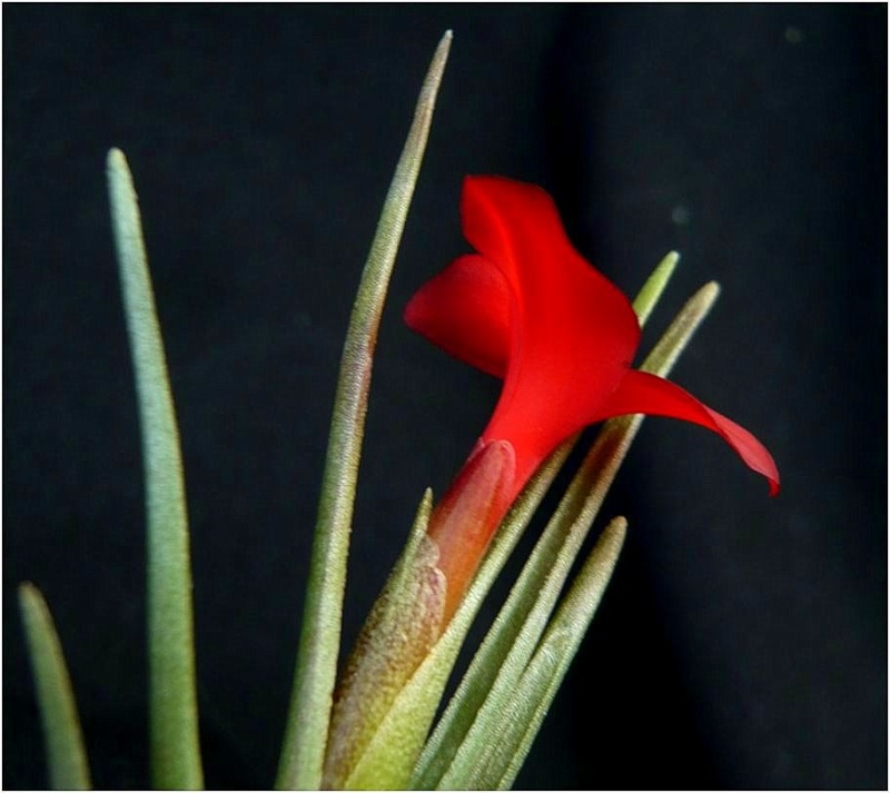 Tillandsia albertiana Tillan12