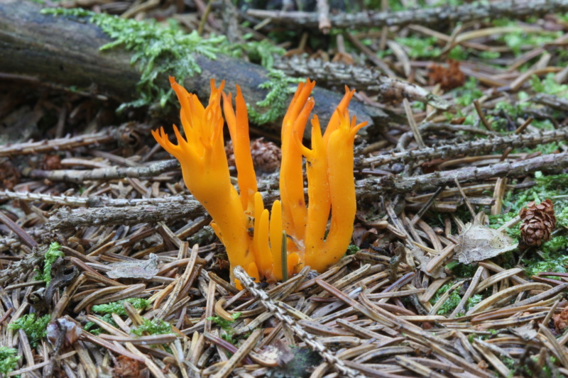 Hier en Ardenne suite Calocera viscosa Img_1613