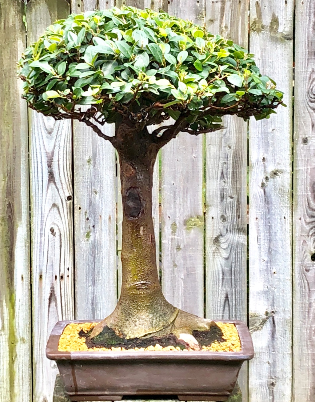 Ficus rubiginosa B9fb4910