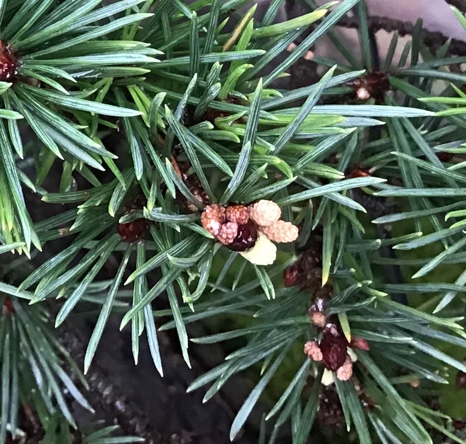 Virginia pine cone formation Bea35210