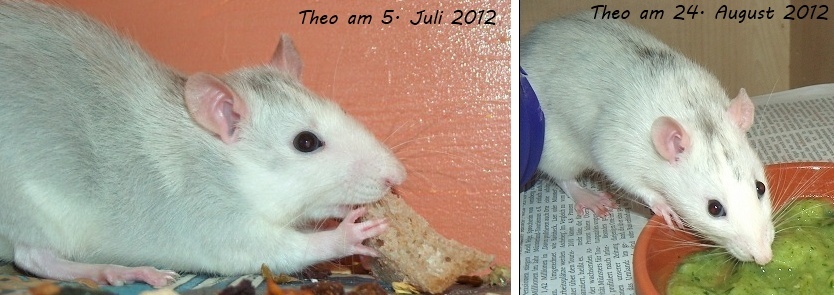 Nach plötzlichem Todesfall eine alleingebliebene Ratte vergesellschaften Theo_h10