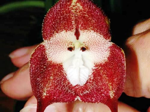 Hoa lan có hình mặt khỉ F9150f10