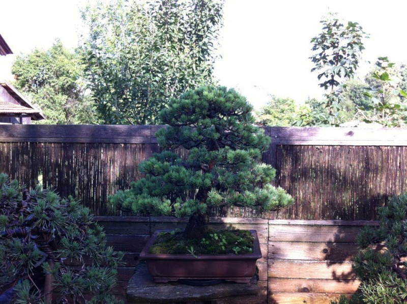 Pinus sylvestris 2003 - restyling 60229210
