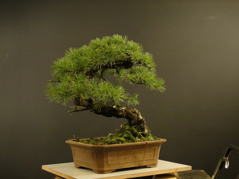 Pinus sylvestris 2005 - "Transformations " - Page 2 Cerven10