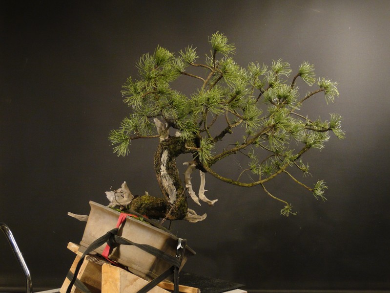 Yamadori Pinus mugo "E" first styling 2012 Dsc08721