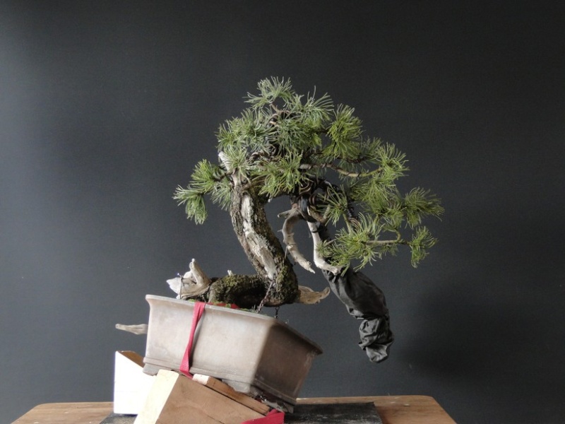Yamadori Pinus mugo "E" first styling 2012 Dsc08810