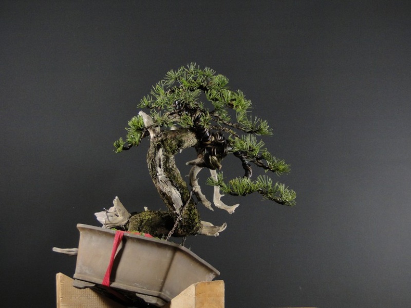 Yamadori Pinus mugo "E" first styling 2012 Dsc08811