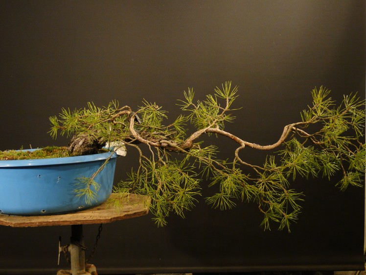 Pinus sylvestris (owner R. Nieslanik) Dsc08912