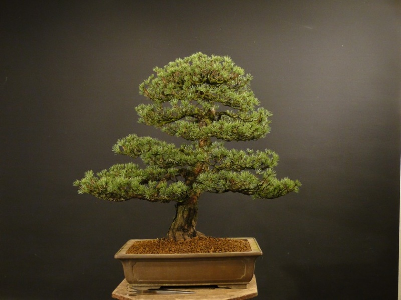 Pinus sylvestris 2003 - restyling Dsc08921