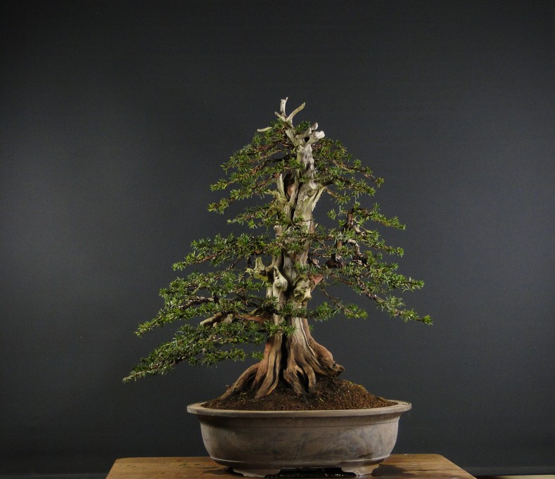 Taxus cuspidata - new styling - Page 2 Dsc09012