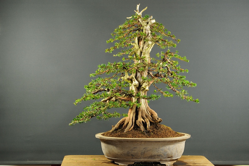 Taxus cuspidata - new styling - Page 2 Z10