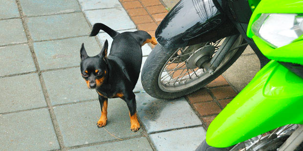 Eau dans la boite Chien-10