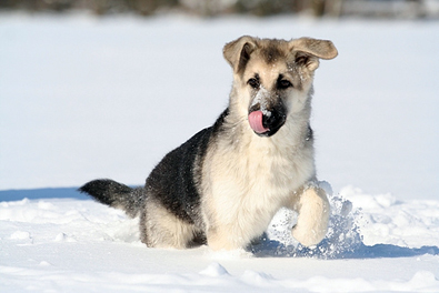 les chiens et la neige Dog-li10