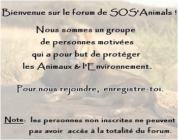 Nouvelle du 5 septembre : Une fille jette des chiots, la police s'en mêle ! Intro10