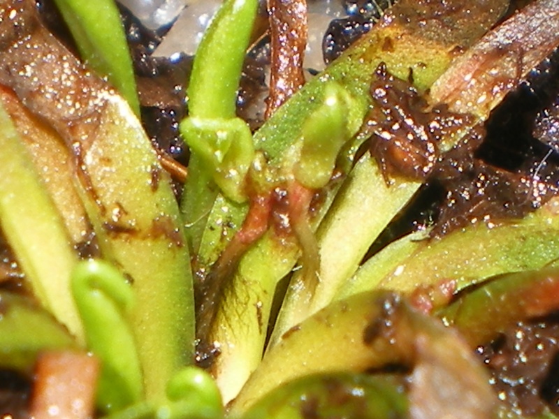 Reprise d'une Dionaea 'jumbo' mourrante Imgp1112