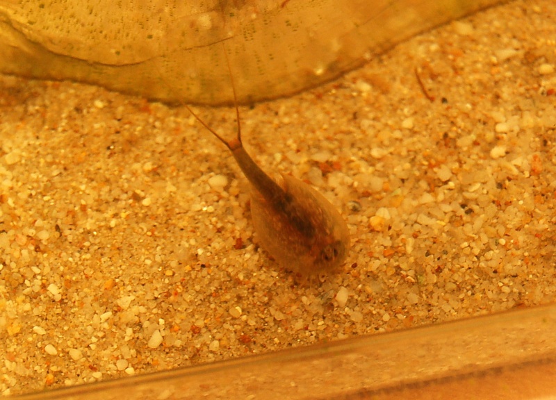 Le triops ! Dsc_3515