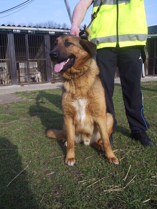 Rex croisé berger allemand 2 ans se laisse dépérir spa de beauvais 1_500_15