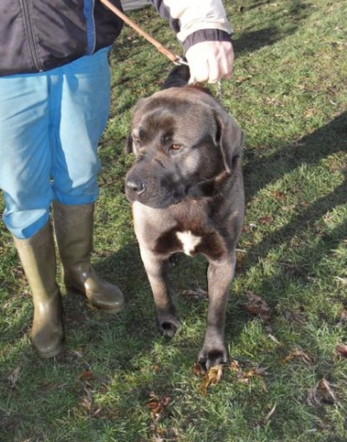 Tornado x cane corso 2 ans spa de Beauvais 1_500_20