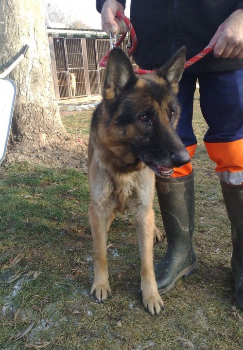 Urgo mâle berger allemand 6 ans spa de beauvais 1_500_53