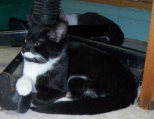 Chatounette noir et blanc environ 4 mois Ecole du chat de Clermont Image_10