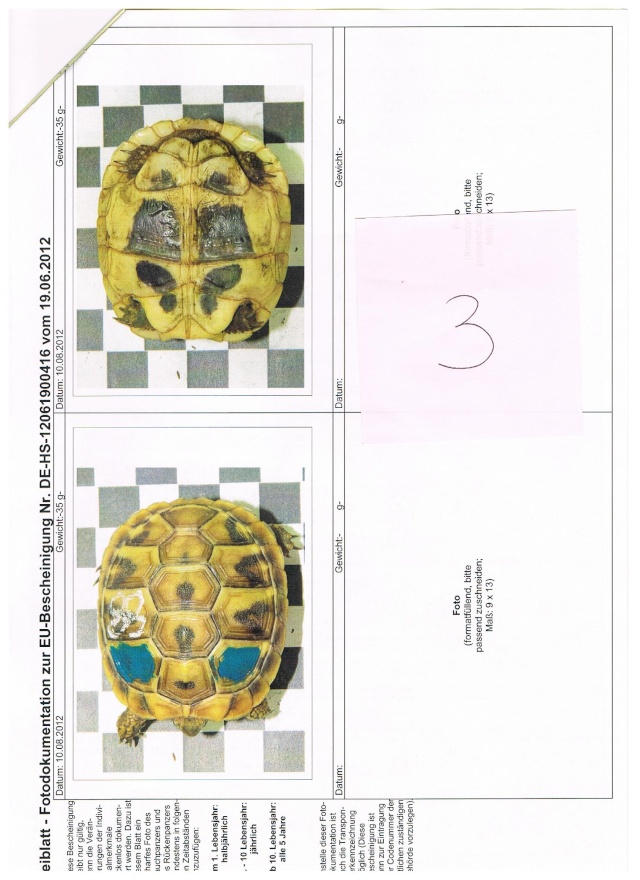 Identification de mes nouvelles louloutes Boettg10