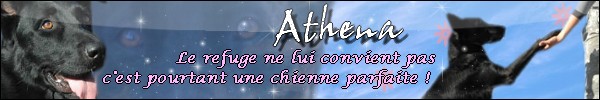 Athéna type BA noire, née en 2005 St Pierre du Mont (40) Athena10
