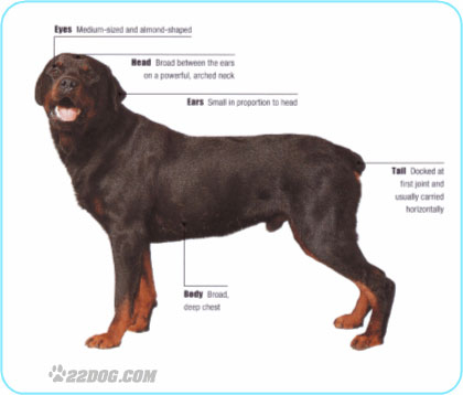 choix de races pour notre chien de BD - Page 4 Rottwe10