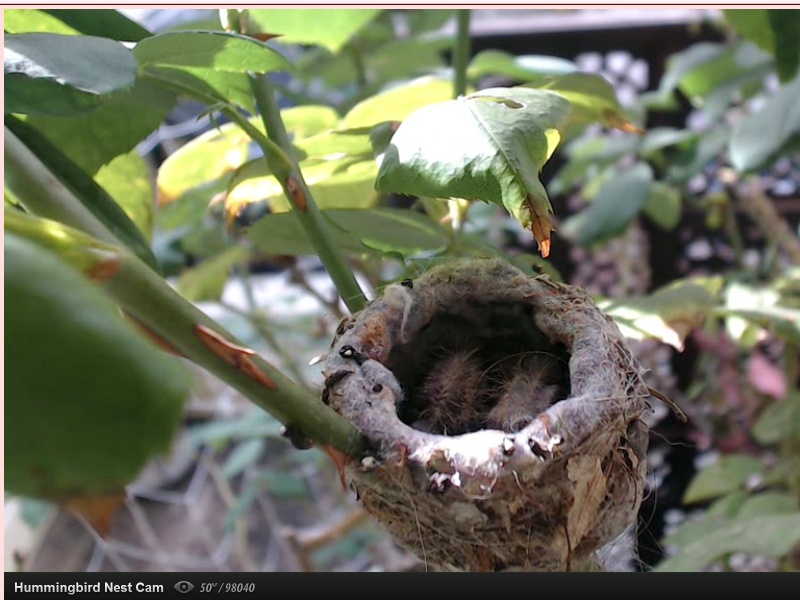 webcam en direct d'un nid de colibri [2012/2013] Colibr10