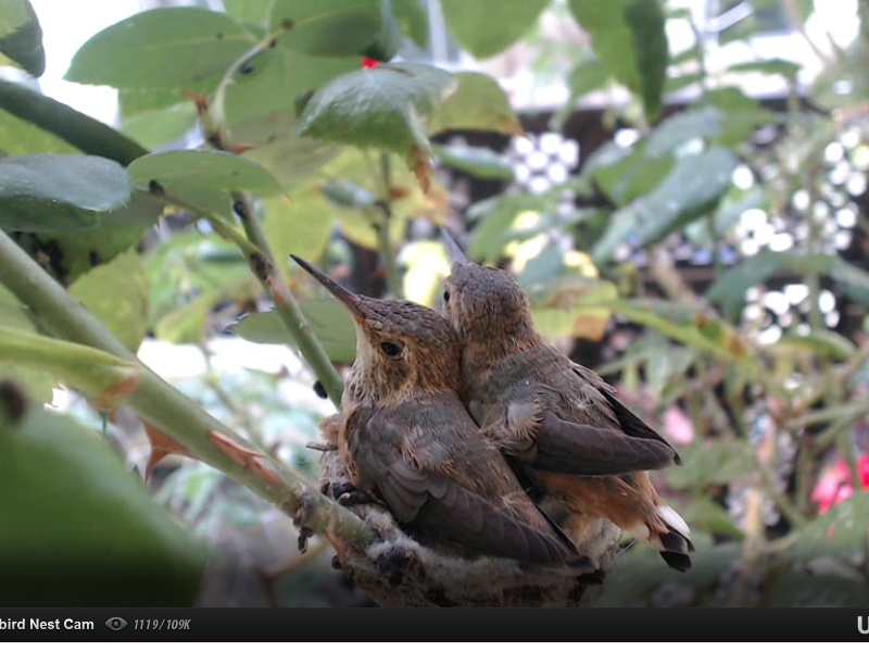 webcam en direct d'un nid de colibri [2012/2013] - Page 3 Colibr14