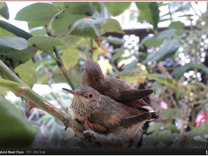 webcam en direct d'un nid de colibri [2012/2013] - Page 4 Colibr15