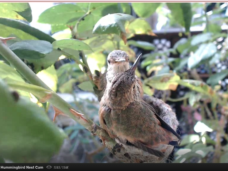 webcam en direct d'un nid de colibri [2012/2013] - Page 4 Colibr17
