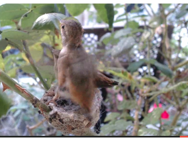 webcam en direct d'un nid de colibri [2012/2013] - Page 4 Colibr19