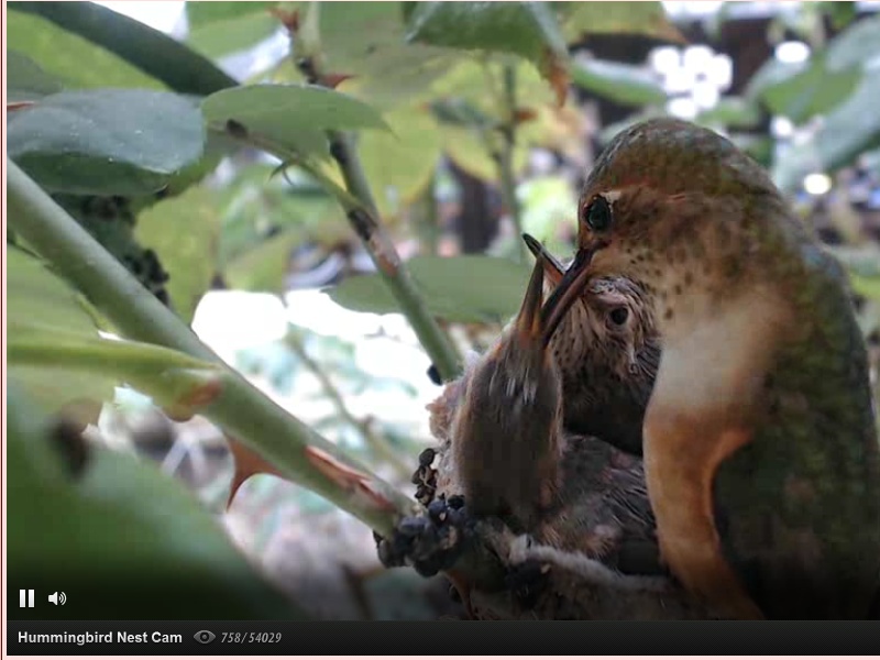 webcam en direct d'un nid de colibri [2012/2013] - Page 3 Gros_210