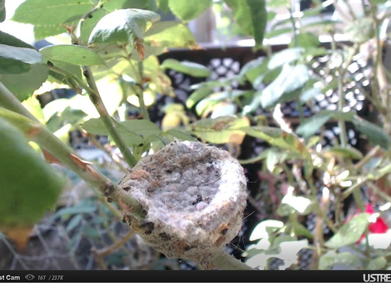 webcam en direct d'un nid de colibri [2012/2013] - Page 4 Nid_vi10