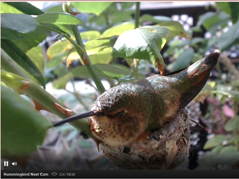 webcam en direct d'un nid de colibri [2012/2013] Tiens_10