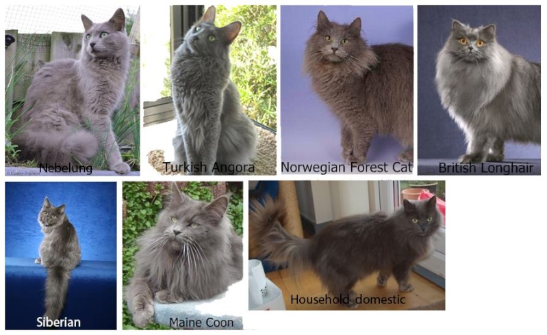 Is my cat a Nebelung? Lh__se10