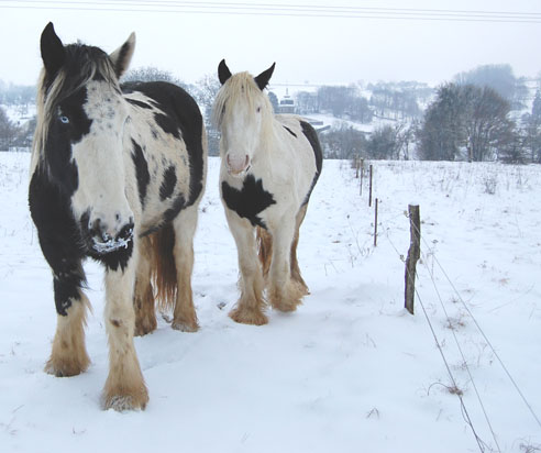 la neige au gypsyranch,je n'ai pas pu résister, suitte le 01 fevrier - Page 2 Janvie10