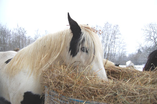 la neige au gypsyranch,je n'ai pas pu résister, suitte le 01 fevrier - Page 2 Janvie12