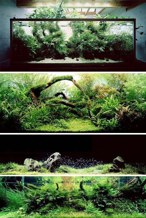 Favourite pictures - Page 7 Tank-710