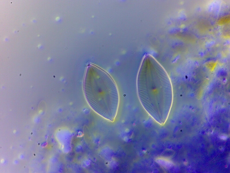 Microscopie 2010 Image411