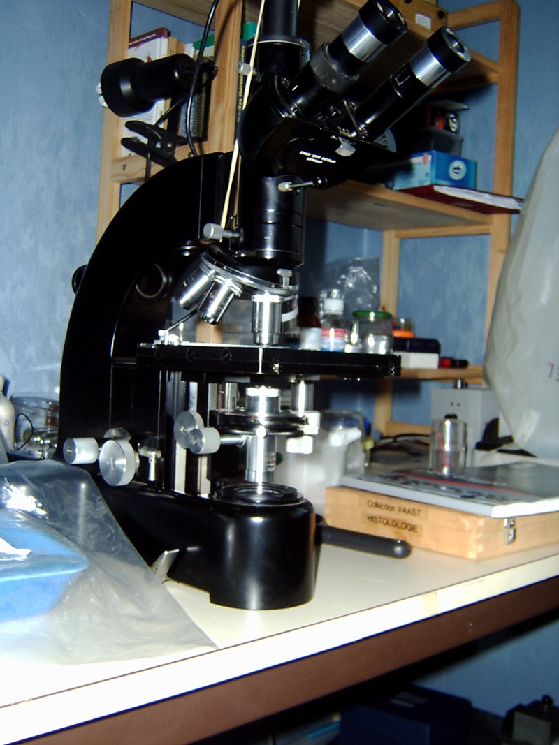 Microscopie 2010 Orthol10