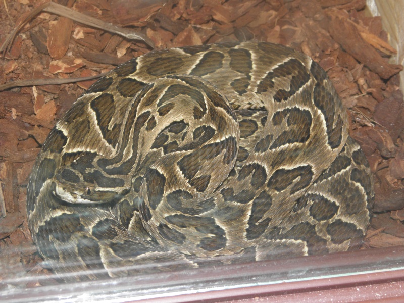 Some pics of my snakes Pb210010